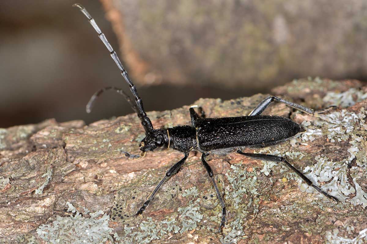 Cerambycidae: Cerambyx scopolii? S, femmina.